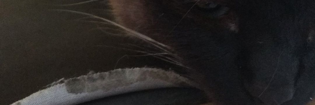xghfxfhf's profile banner image