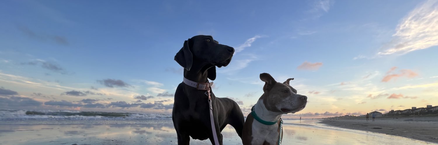 cordeliapytlarz's profile banner image