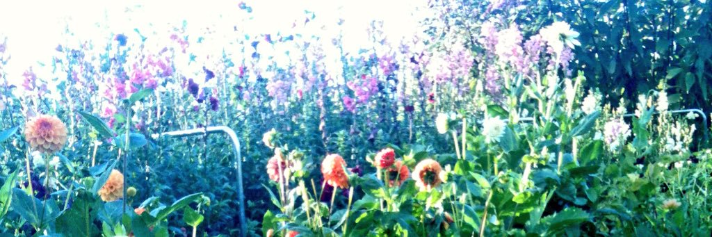 MayfieldFlowers's profile banner image