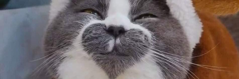CuriousCxuple's profile banner image