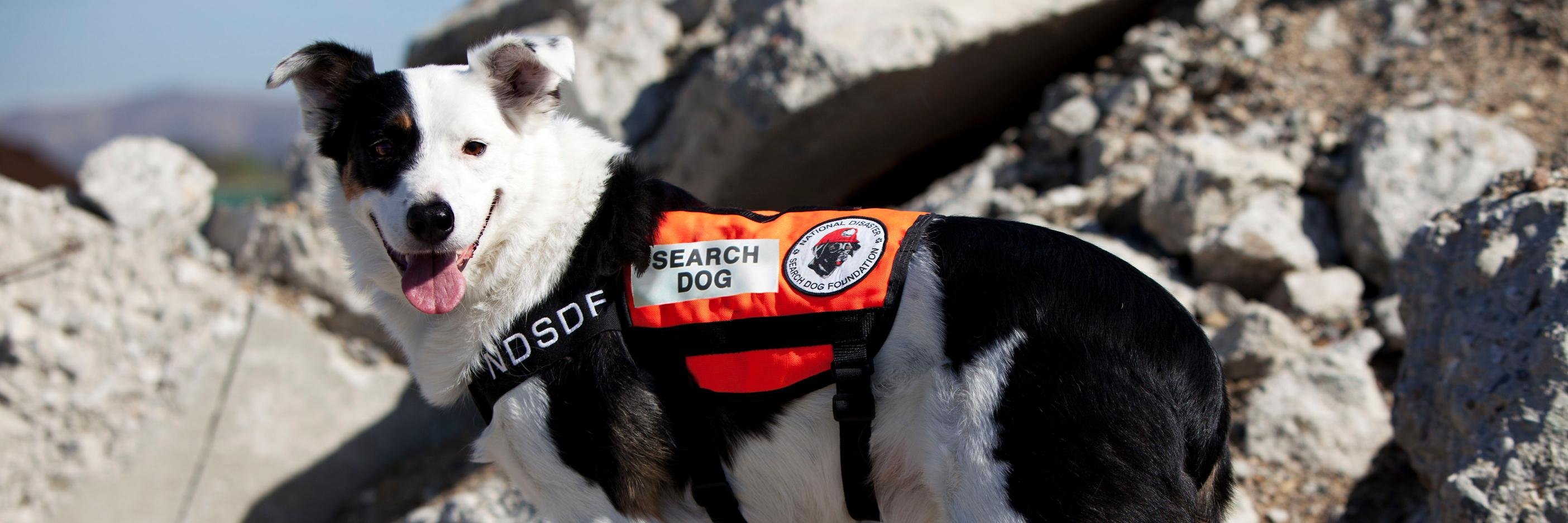 SearchDogsUSA's profile banner image
