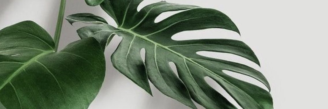 catherine lopez banner