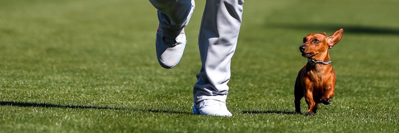 Chris Calamari banner