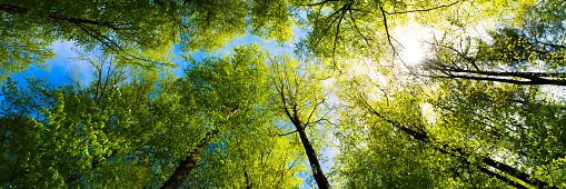 Rachel Gradwell (she/her) SHUCareers banner