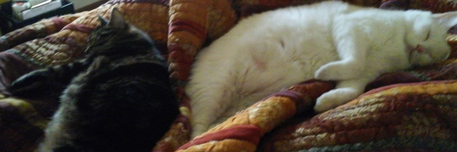HellYeahHeather's profile banner image