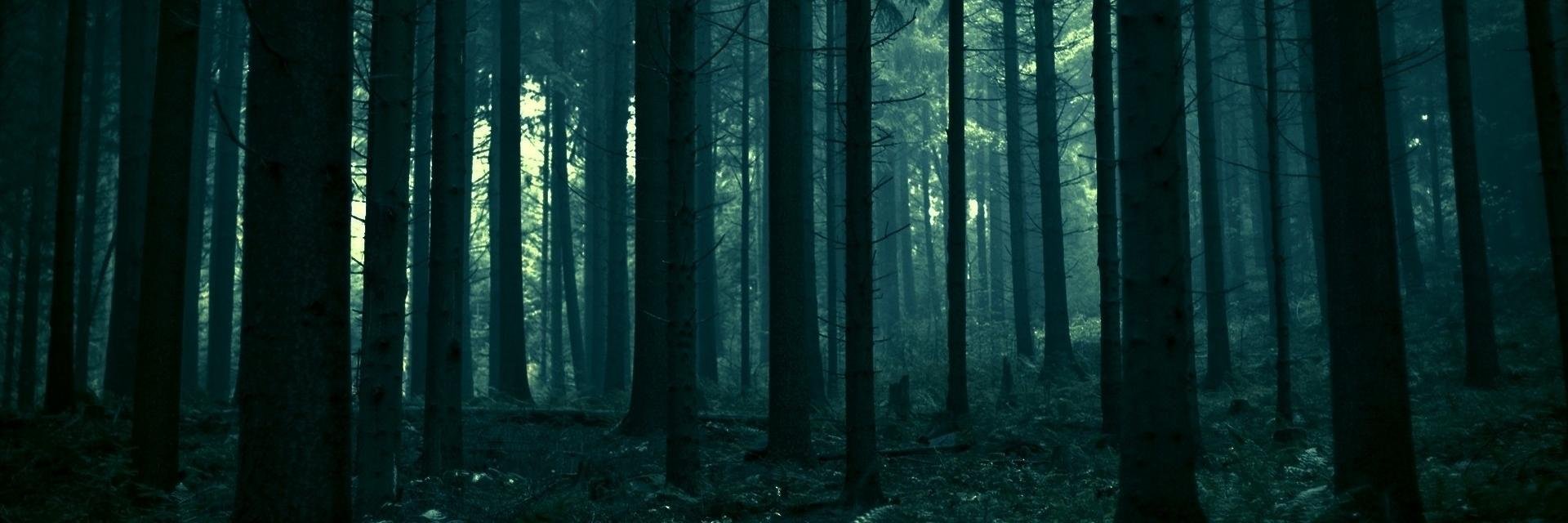 YearofTiger86's profile banner image