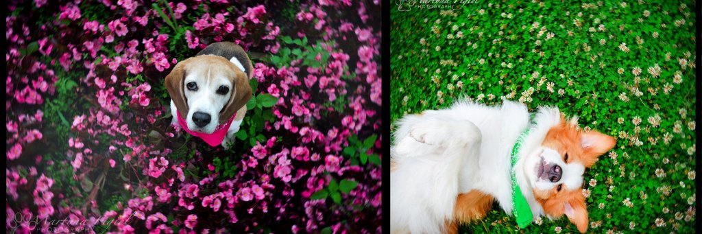 CuteGrapefruit's profile banner image