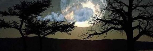 Bea LaRocca_Author banner