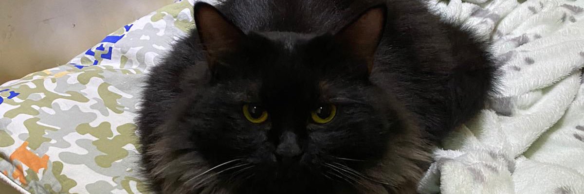 Supreme Ping 🇵🇸 banner