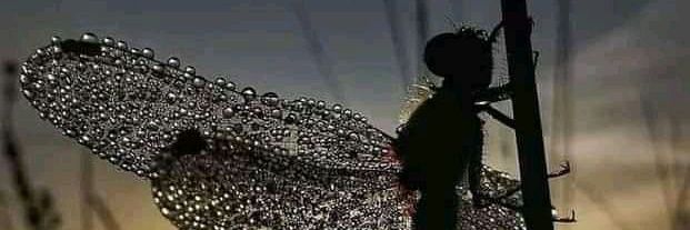 LifeaDragonfly's profile banner image