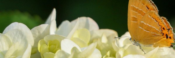 hikarimezashite Profile Banner