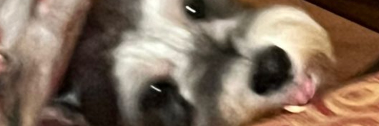 dnny_bg's profile banner image
