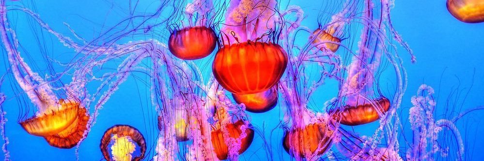 JaneeGaudet's profile banner image