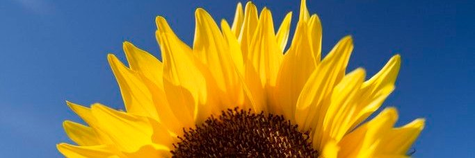 meIodis's profile banner image