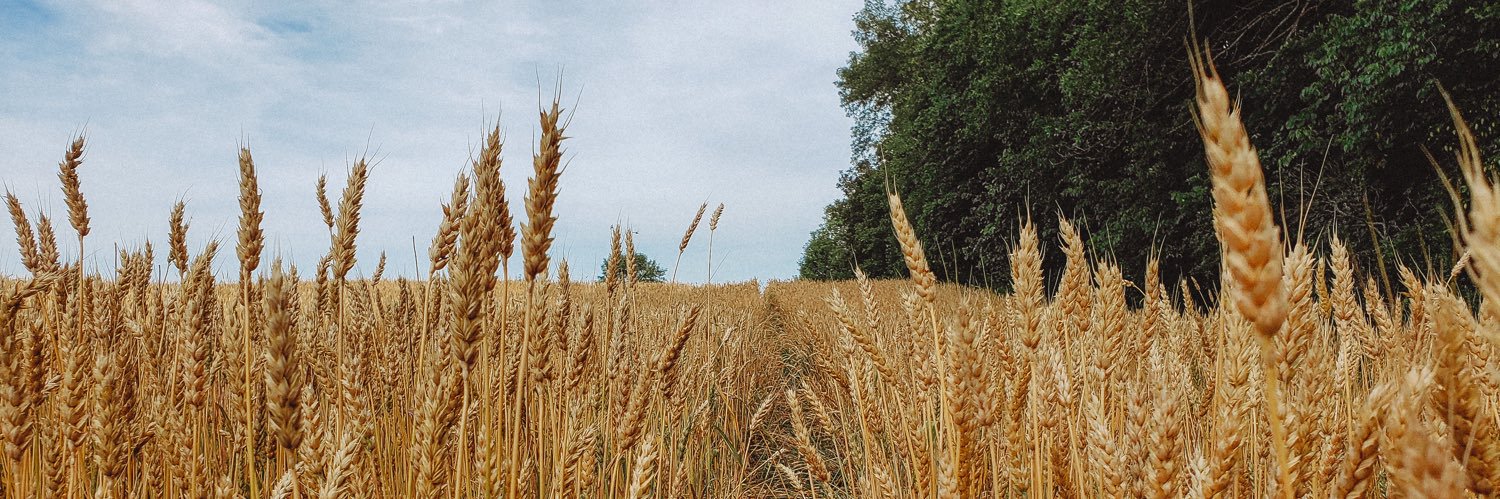 MacKinnon Brothers Brewing Co banner