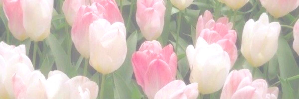 ꪔ̤̮ と り ひ き ꪔ̤̮ banner