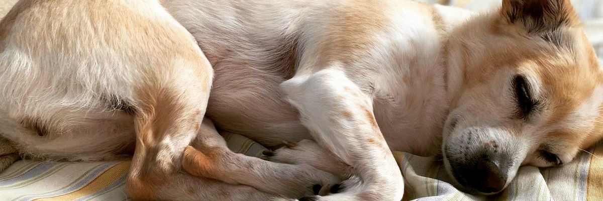 leninlatin7's profile banner image