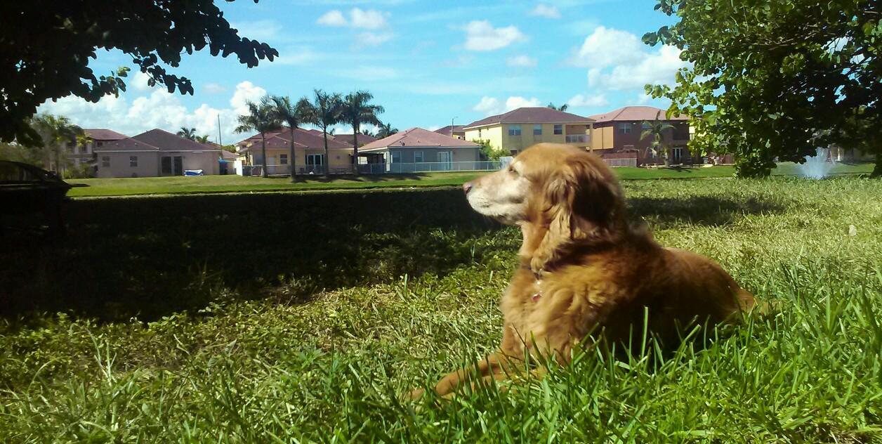 capitanandi's profile banner image