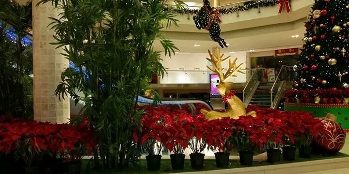 alfredo blanco banner