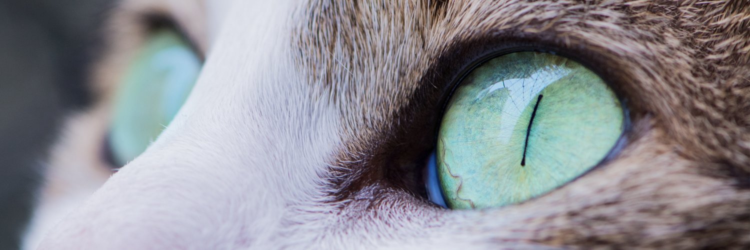 Ghato Verde - OhMyCat banner