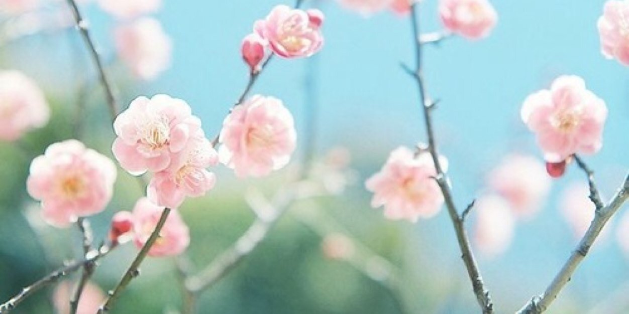virgocollection's profile banner image