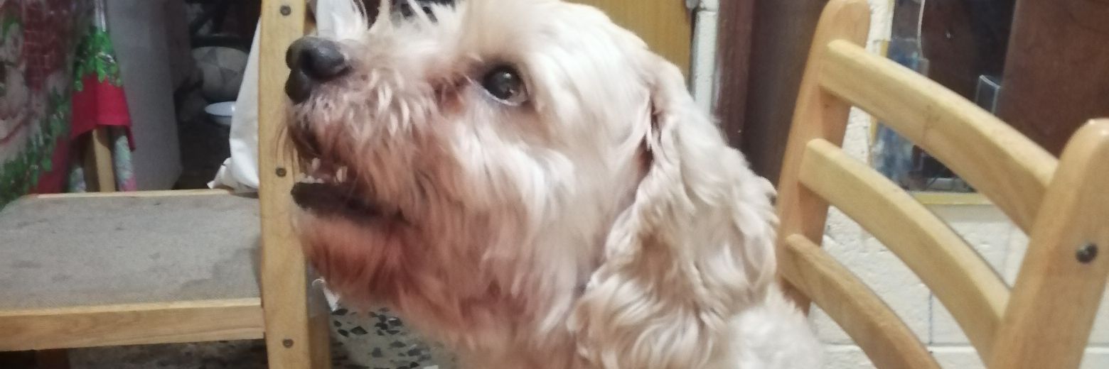 Tobi banner