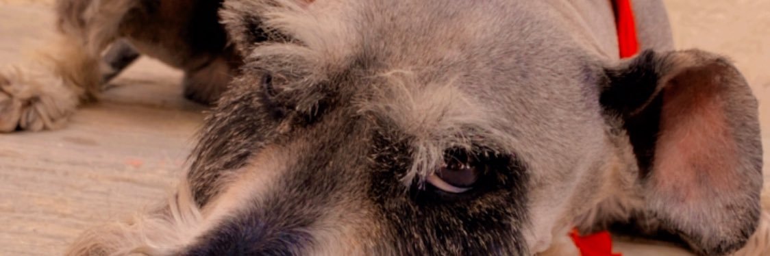 ConniPl's profile banner image