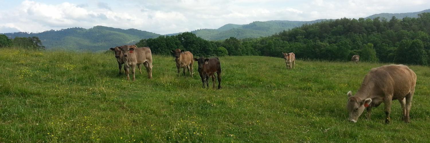BrasstownBeef banner
