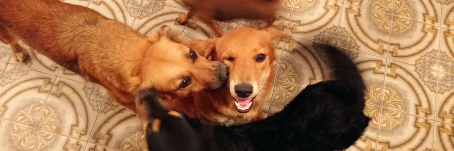 DulcemarPR's profile banner image