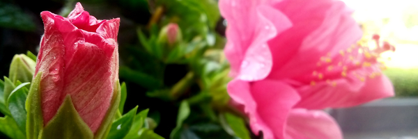 vanluanp Profile Banner