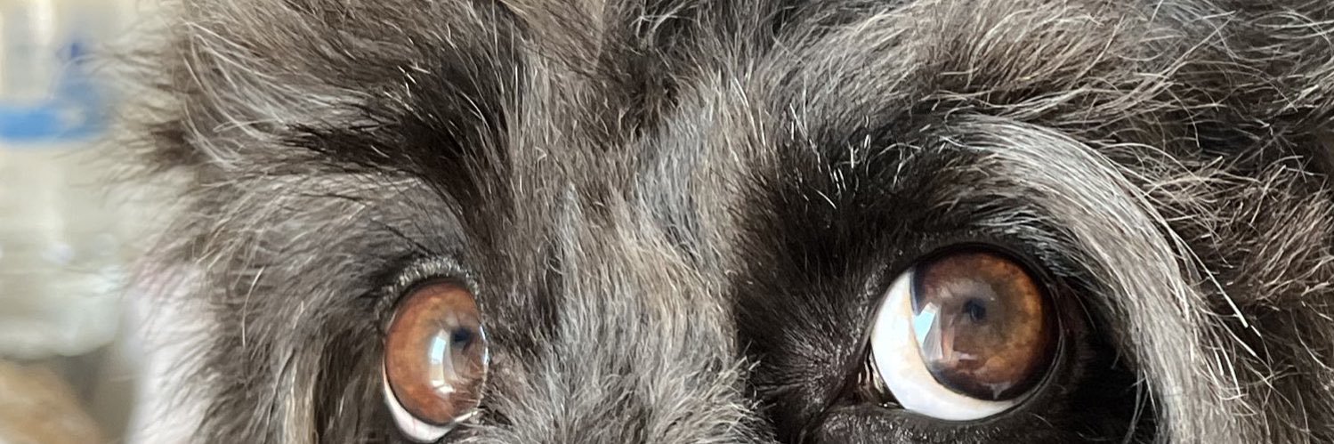 tolga. banner