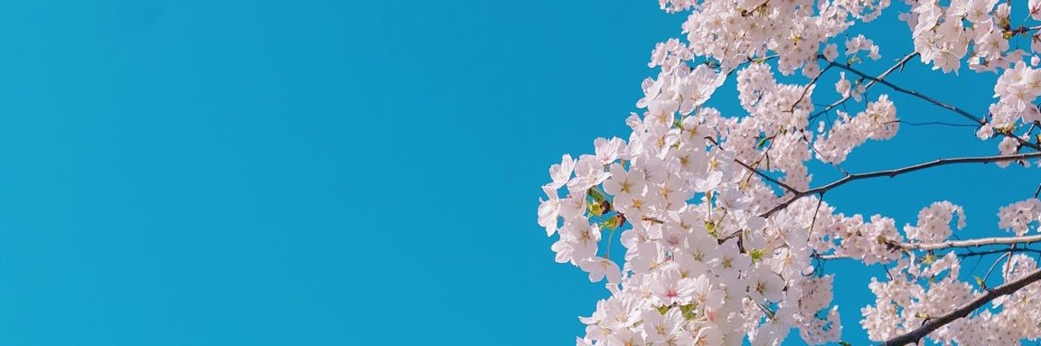 CocoAlea's profile banner image