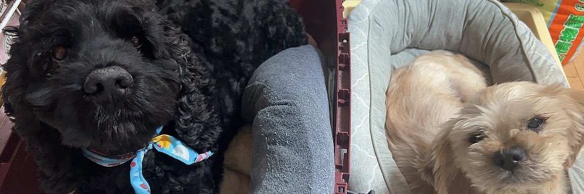 wanpakudog2's profile banner image