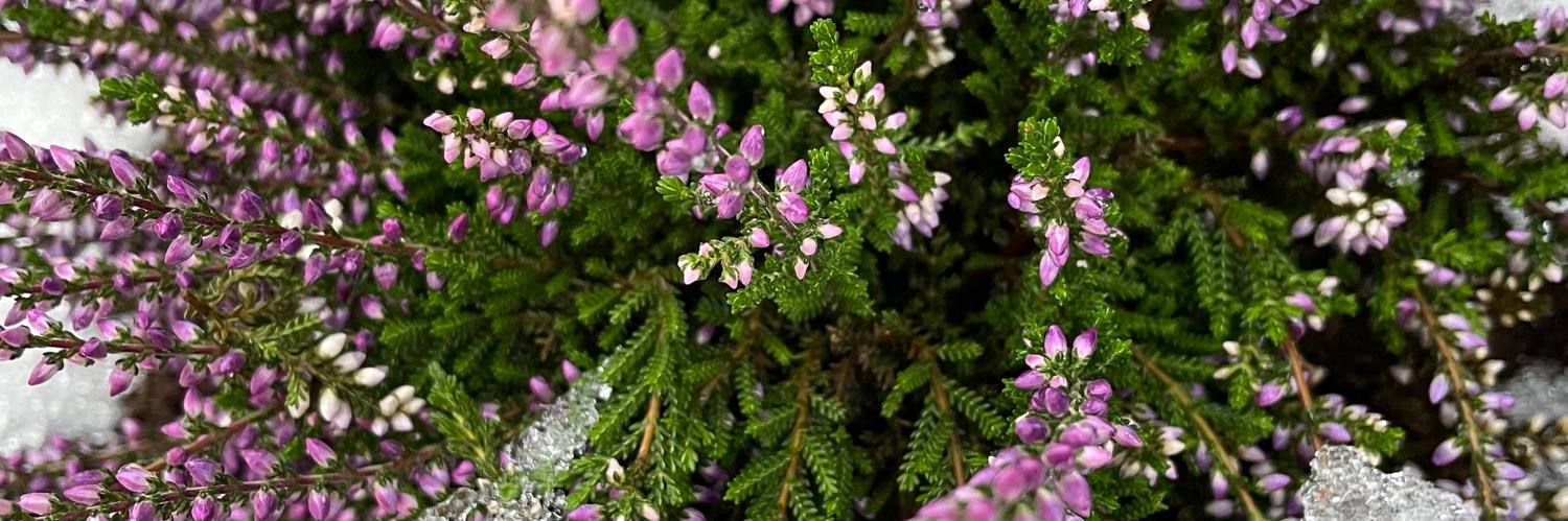 Evalotte Mörelius banner