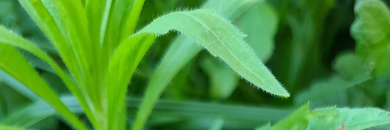 LouiseVanGinkel 🎼🎶👠💎🚄✈🌍 banner