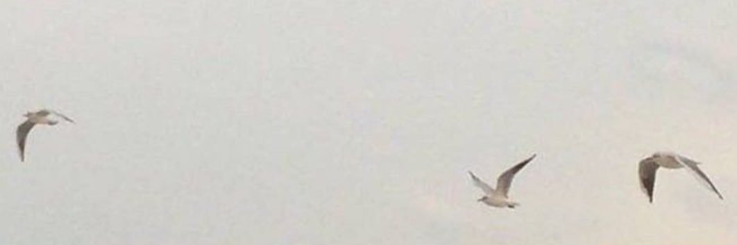 Seagullshz's profile banner image