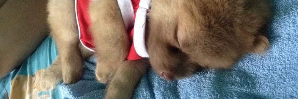 Emrys Blumentritt banner