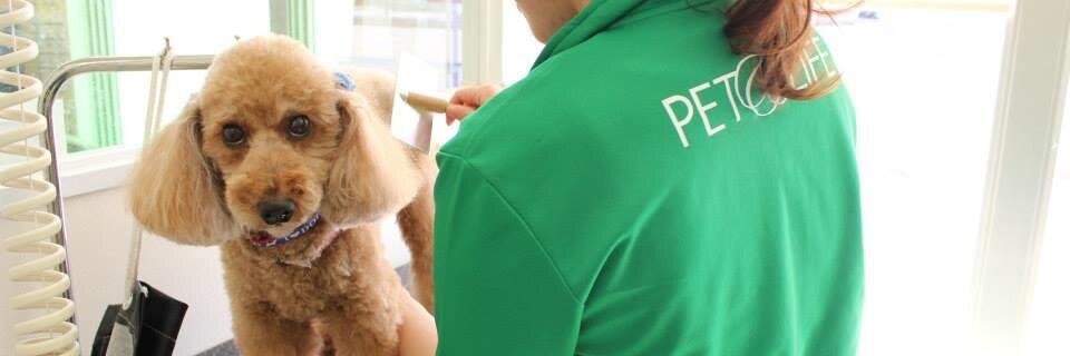 PETandLIFE's profile banner image