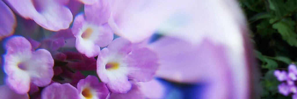 s_sakura__'s profile banner image