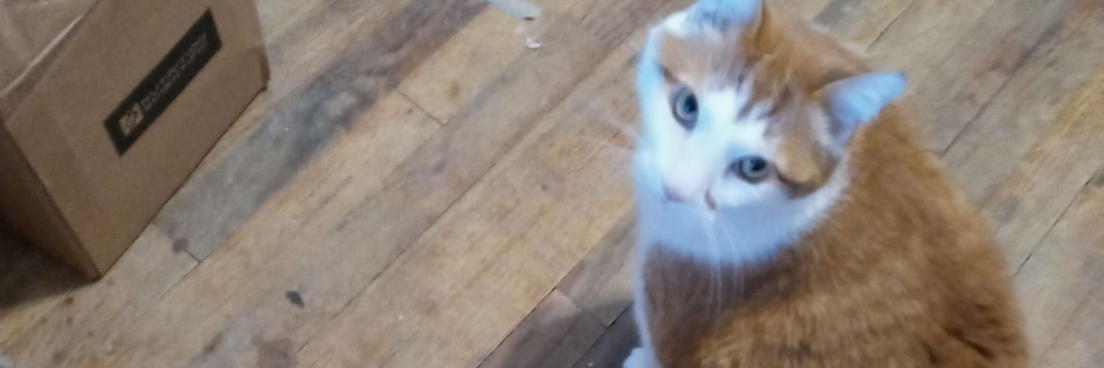 Debra Rothman banner