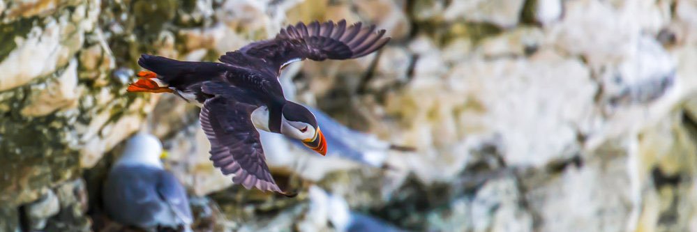 Operation Seabird banner