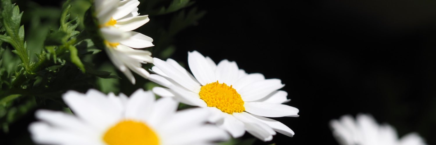 shige_compit's profile banner image