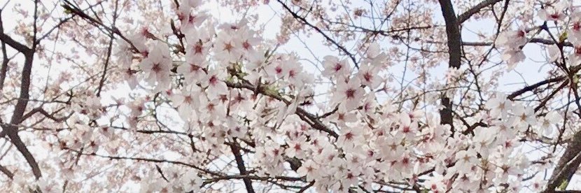 maeasu's profile banner image