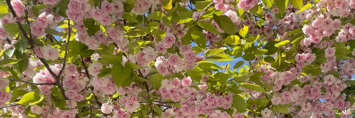 fran 𝜗𝜚 banner