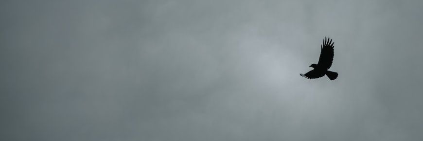 jere banner