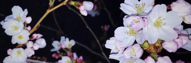 yoshidddd_chi's profile banner image