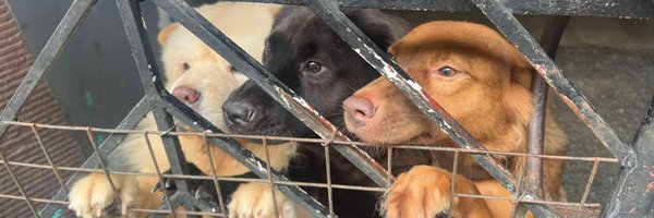 tjhotdoggo Profile Banner