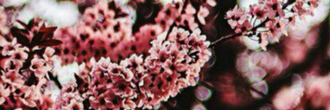 muravi0va's profile banner image