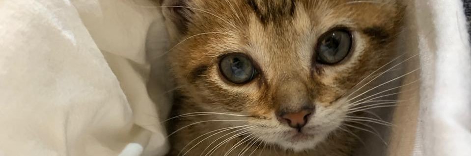 Catabogado's profile banner image