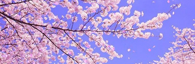 Caro 💫 banner